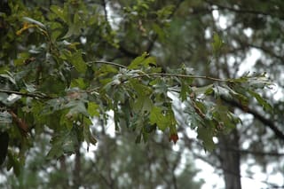 Delta post oak (Quercus similis) leafy branches in summer