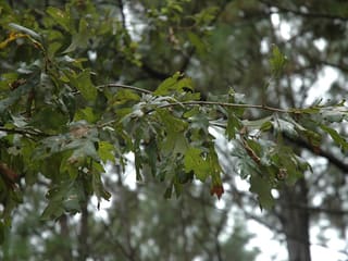 Delta post oak (Quercus similis) leafy branches in summer