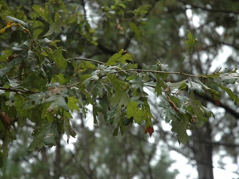 Delta post oak (Quercus similis) leafy branches in summer