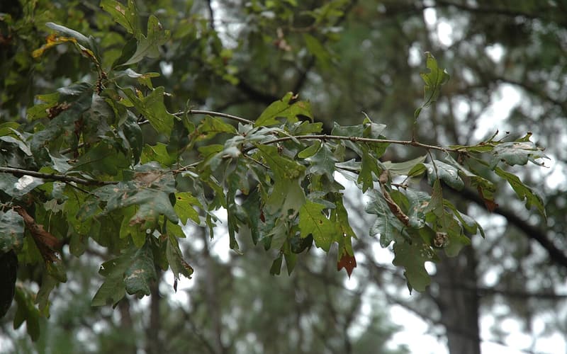 Delta post oak (Quercus similis) branch of gray-green lobed leaves in summer, pines blurred behind it