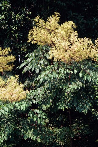 Devil's walking stick (Aralia spinosa) in August, huge creamy flower panicles above umbrellas of compound leaves