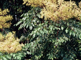 Devil's walking stick (Aralia spinosa) in August, huge creamy flower panicles above umbrellas of compound leaves