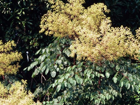 Devil's walking stick (Aralia spinosa) in August, huge creamy flower panicles above umbrellas of compound leaves