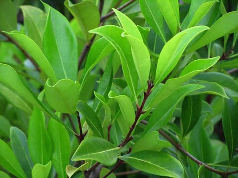 Devilwood (Cartrema americana) glossy, leathery evergreen leaves in opposite pairs on reddish twigs