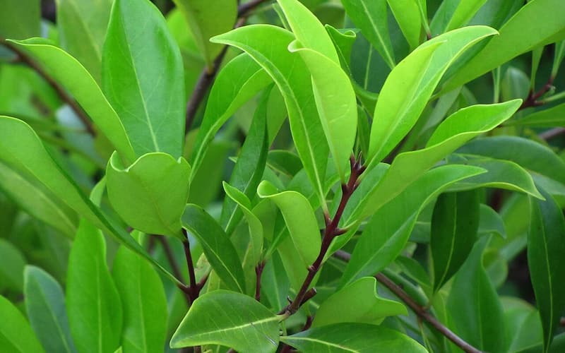 Devilwood (Cartrema americana) glossy, leathery evergreen leaves in opposite pairs on reddish twigs