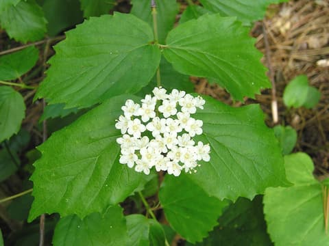 Downy arrowwood (Viburnum rafinesqueanum) flat cluster of white flowers above coarsely toothed leaves