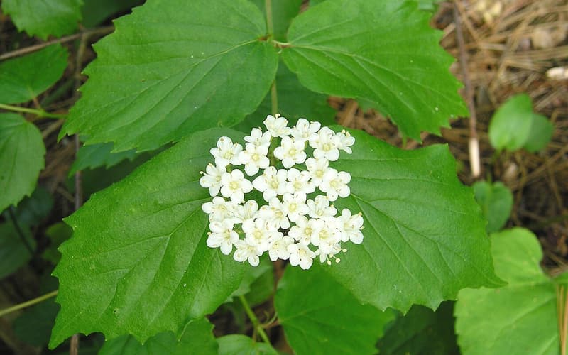 Downy arrowwood (Viburnum rafinesqueanum) flat cluster of white flowers above coarsely toothed leaves
