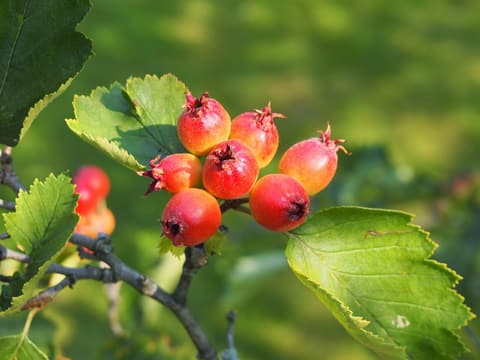 Downy hawthorn (Crataegus mollis) cluster of red downy haws among broad toothed leaves