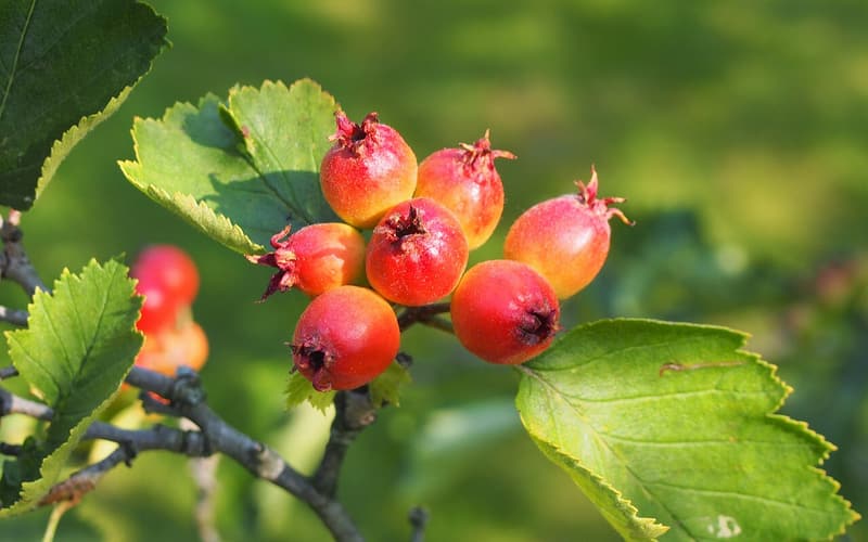 Downy hawthorn (Crataegus mollis) cluster of red downy haws among broad toothed leaves