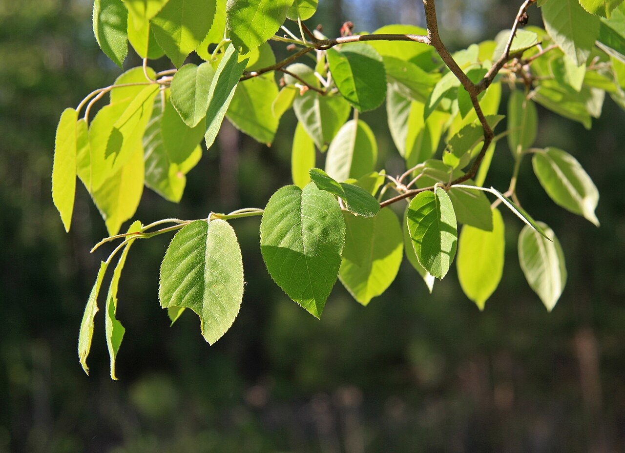 Downy Serviceberry (Amelanchier arborea)