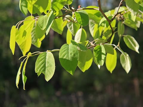 Downy serviceberry (Amelanchier arborea) branch of oval leaves in summer light