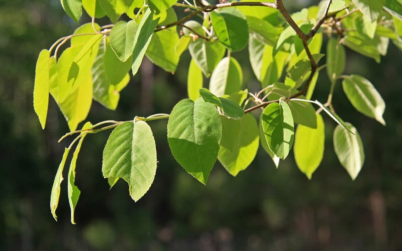 Downy serviceberry (Amelanchier arborea) branch of oval leaves in summer light