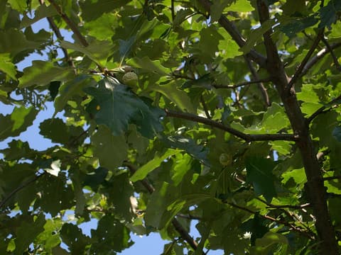 Durand oak (Quercus sinuata) wavy-lobed leaves and ripening acorns against a summer sky
