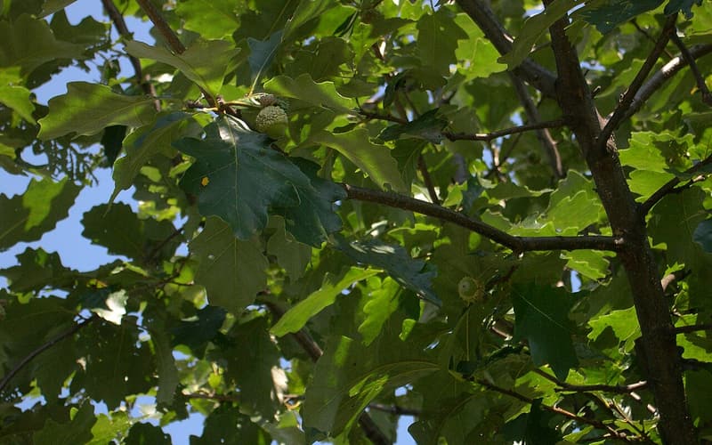 Durand oak (Quercus sinuata) wavy-lobed leaves and ripening acorns against a summer sky