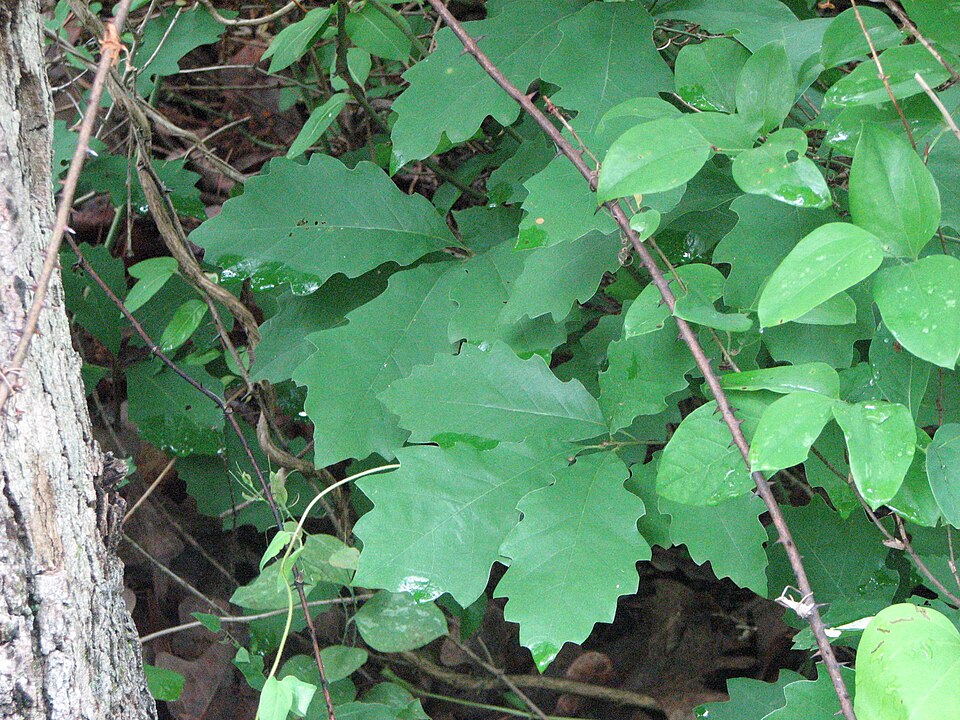 Dwarf Chinquapin Oak (Quercus prinoides)
