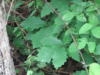 Dwarf chinquapin oak (Quercus prinoides) wavy-toothed leaves beside a trunk