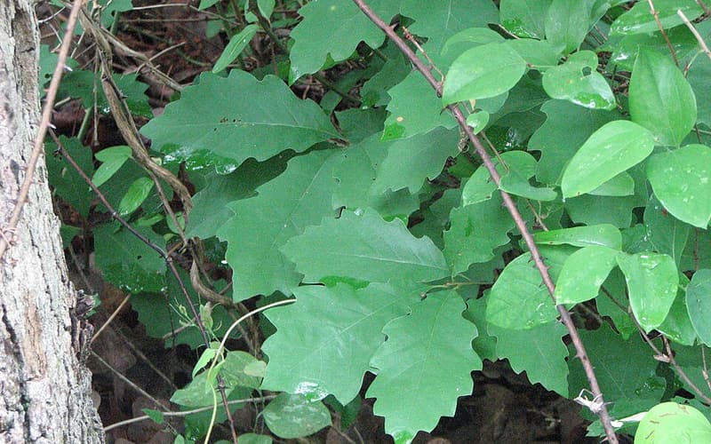 Dwarf chinquapin oak (Quercus prinoides) wavy-toothed leaves beside a trunk