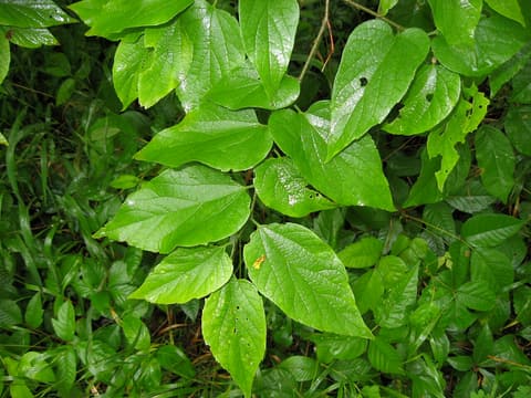 Dwarf hackberry (Celtis tenuifolia) branches of ovate, mostly smooth-edged green leaves
