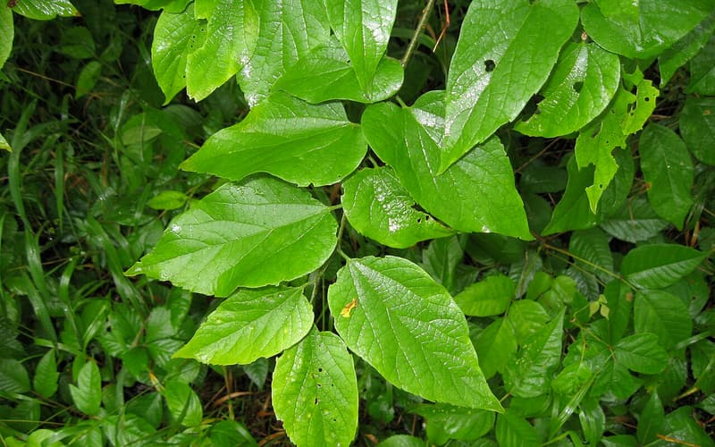 Dwarf hackberry (Celtis tenuifolia) branches of ovate, mostly smooth-edged green leaves