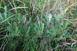 Dwarf live oak (Quercus minima) low stems of narrow and toothed leaves among pineland grasses