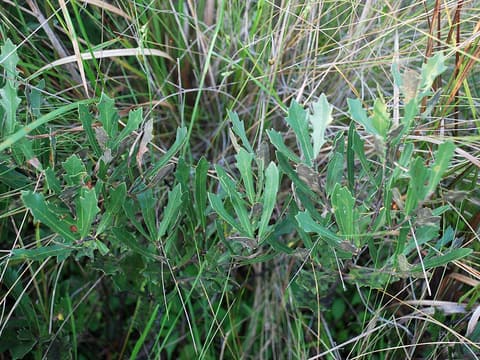 Dwarf live oak (Quercus minima) low stems of narrow and toothed leaves among pineland grasses