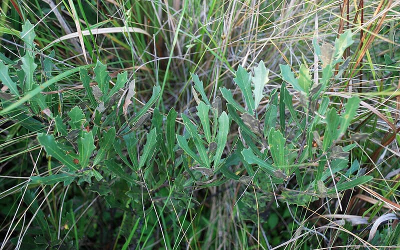 Dwarf live oak (Quercus minima) low stems of narrow and toothed leaves among pineland grasses