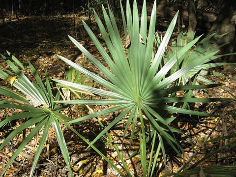 Dwarf palmetto (Sabal minor) blue-green fan leaf rising from leaf litter on a forest floor