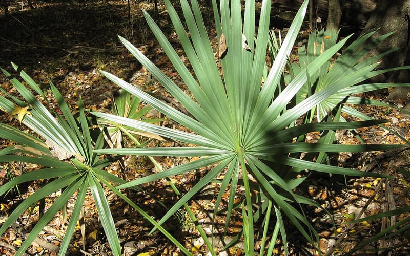 Dwarf palmetto (Sabal minor) blue-green fan leaf rising from leaf litter on a forest floor