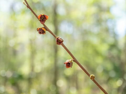 Dwarf pawpaw (Asimina parviflora) small maroon flowers along a bare twig before the leaves open