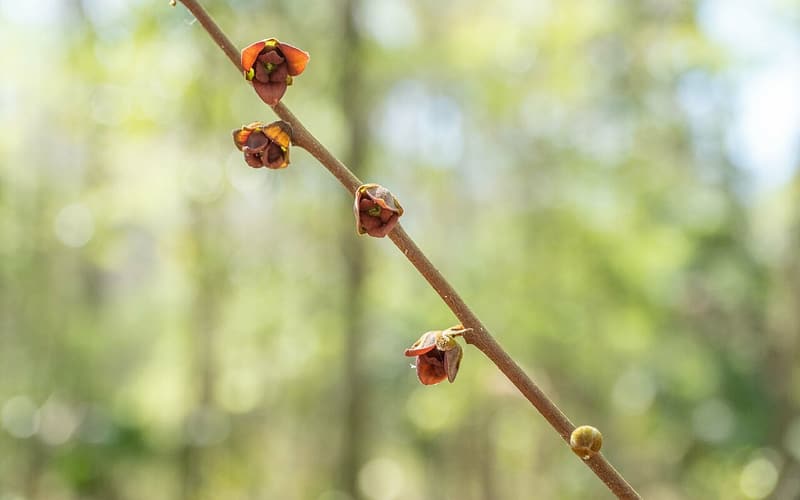 Dwarf pawpaw (Asimina parviflora) small maroon flowers along a bare twig before the leaves open