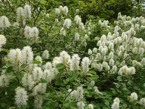 Dwarf witch alder (Fothergilla gardenii) shrubs covered in white bottlebrush flower spikes