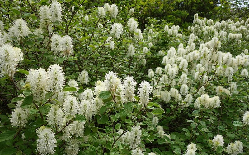 Dwarf witch alder (Fothergilla gardenii) shrubs covered in white bottlebrush flower spikes