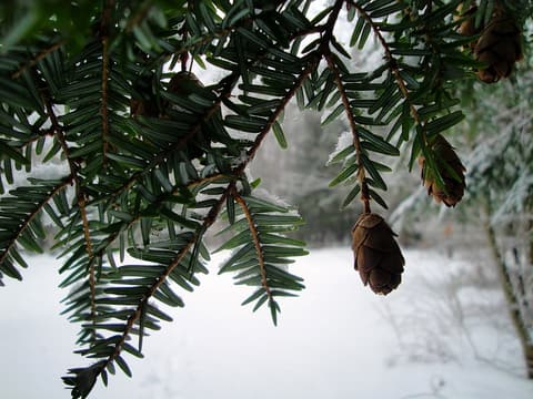 Eastern hemlock (Tsuga canadensis) flat needle sprays and small hanging cones above winter snow