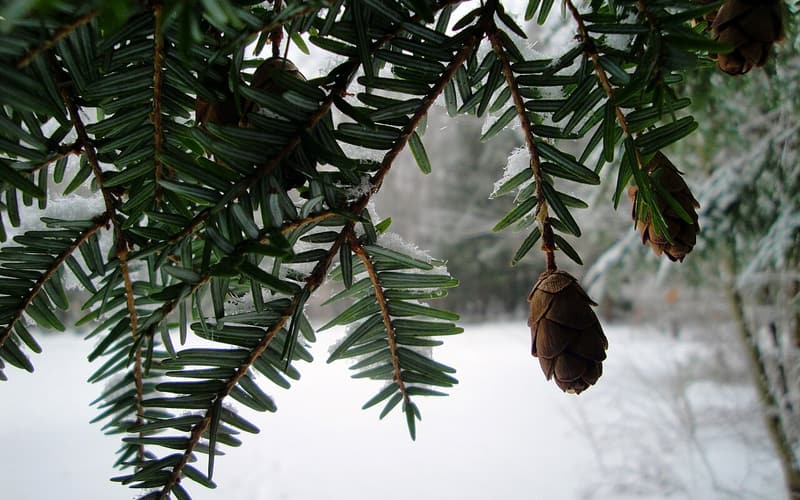 Eastern hemlock (Tsuga canadensis) flat needle sprays and small hanging cones above winter snow