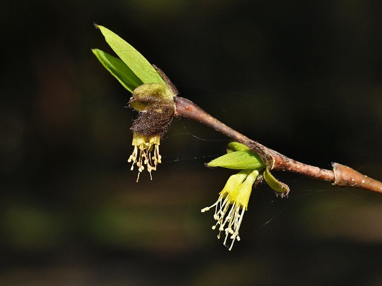 Eastern Leatherwood (Dirca palustris)