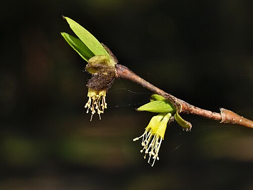 Eastern Leatherwood (Dirca palustris)