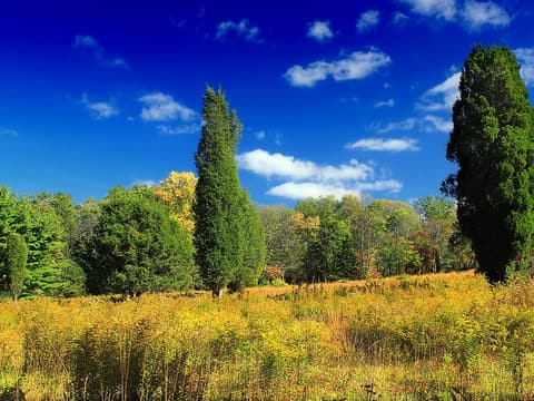 Eastern red cedar (Juniperus virginiana) narrow evergreen trees standing in a goldenrod meadow in fall