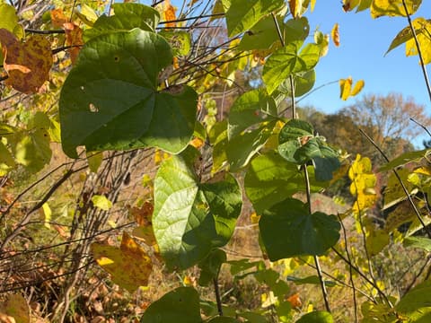 Eastern Redbud