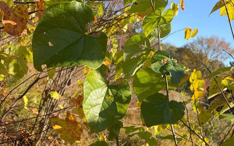 Eastern redbud (Cercis canadensis) heart-shaped leaves turning green to yellow on slender stems, a hillside behind