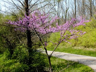 Eastern redbud (Cercis canadensis) in pink bloom beside a path in early spring