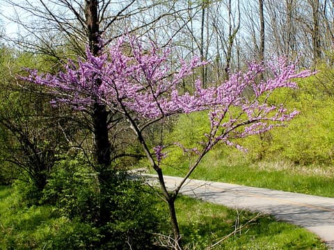 Eastern redbud (Cercis canadensis) in pink bloom beside a path in early spring