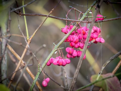 Eastern wahoo (Euonymus atropurpureus) clusters of pink four-lobed seed capsules hanging from slender twigs