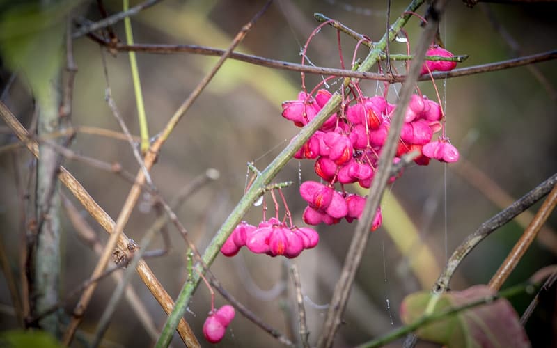 Eastern wahoo (Euonymus atropurpureus) clusters of pink four-lobed seed capsules hanging from slender twigs