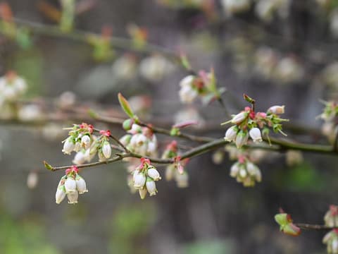 Elliott's blueberry (Vaccinium elliottii) clusters of white bell flowers on twigs just coming into leaf