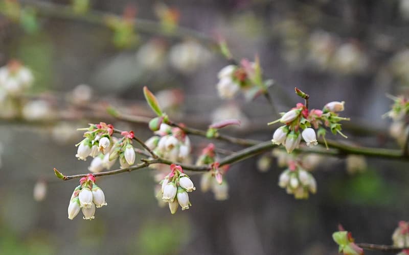 Elliott's blueberry (Vaccinium elliottii) clusters of white bell flowers on twigs just coming into leaf