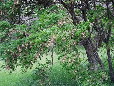 Eve's necklace (Styphnolobium affine) small tree in bloom with hanging clusters of pale pink flowers