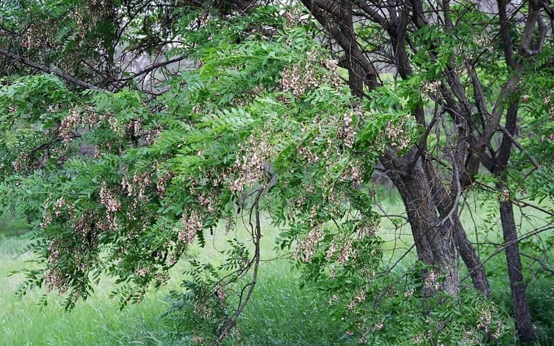 Eve's necklace (Styphnolobium affine) small tree in bloom with hanging clusters of pale pink flowers