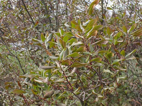 Evergreen bayberry (Morella caroliniensis) leathery oblong leaves on branching gray twigs
