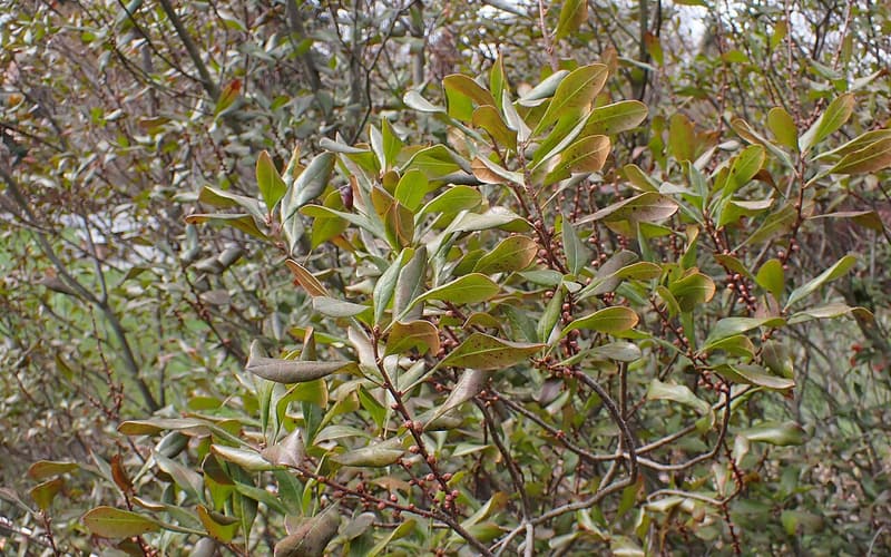 Evergreen bayberry (Morella caroliniensis) leathery oblong leaves on branching gray twigs