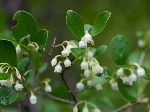 Farkleberry (Vaccinium arboreum) sprays of small white bell flowers among glossy leaves